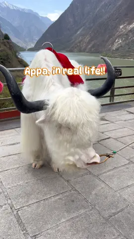 Appa, yip yip !! #whiteyak #appayipyip #avatarthelastairbender  #jiuzhaigou #jiuzhaigounationalpark #jiuzhaigouvalley #sichuan 
