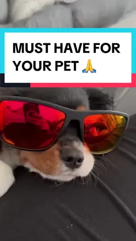 Who made the price so low… 😭🙏 #tiktokshop #dog #sunglasses #cheap #fire #fyp #relatable 
