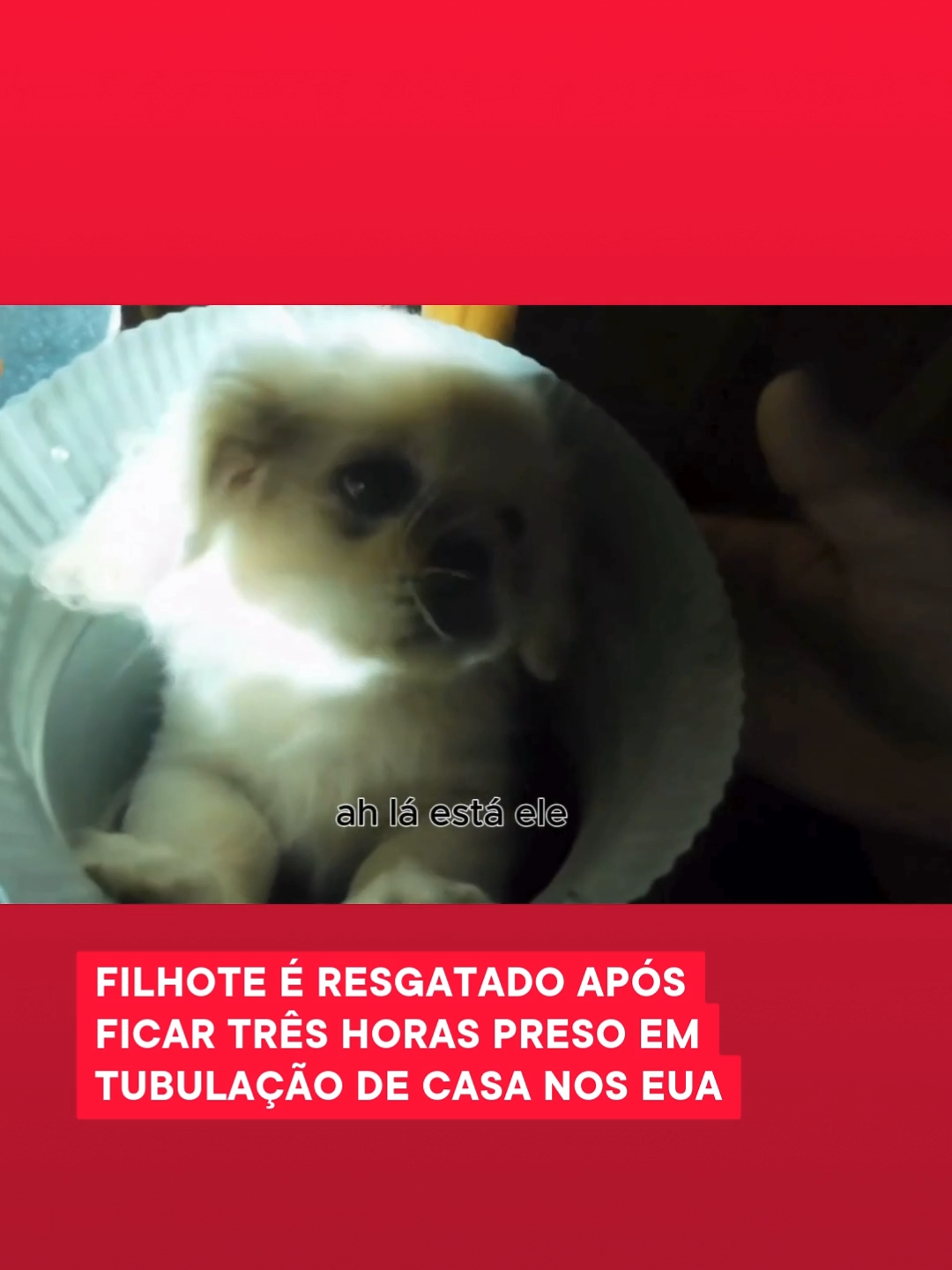 RESGATE PET 🐶| Um cão filhote da raça pequinês foi resgatado após ficar três horas de um tubo de ventilação em uma casa nos Estados Unidos. O filhotinho de 12 semanas, foi resgatado na terça-feira (11). Segundo o serviço de resgate, o cão pulou da cama, caiu em um tubo de ventilação aberto e escorregou. A equipe precisou usar uma pequena câmera por um buraco no sistema para identificar onde estava o filhote. Foi necessário fazer um buraco no teto para resgatar o filhote. Era possível ouvir o animal chorando por toda a casa, segundo o South Metro Fire Rescue. Archie Bean foi resgatado em segurança, sem ferimentos, e foi entregue aos donos. 📲 Leia mais em itatiaia.com.br 📽️ Reprodução | South Metro Fire Rescue #filhotes #cachorros #resgate #EUA #pets