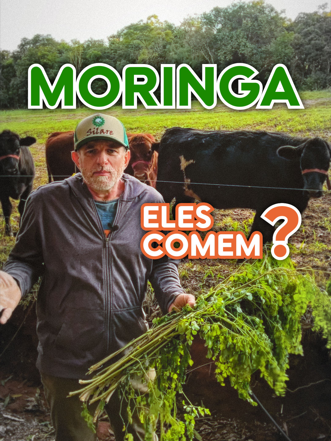 Será que eles comem? 🌿Você sabia que a Moringa serve de alimento para o gado? Busque por 