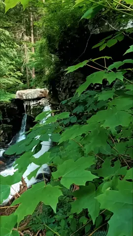 Nature Vibes in Georgia - Cloudland Canyon State Park  #waterfall #waterfalls #nature #naturevibes #naturelove #naturelover #naturelovers #calming #positivevibe #peaceful #goodvibes #longwaydown #forest #photography #beauty #fyp #takeawalk #explore #trail #Hiking #hike #Outdoors #trails #lovetrails #positivevibes #meditation #timepass #lostworld #meditate #trailspinexplorer 