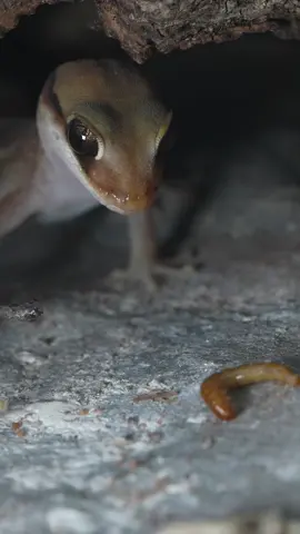 I love the way he shakes it 😭 juvenile diplodactylus galeatus hunting some melaworms #reptile #gecko #geckos #lizard #pet helmeted gecko 