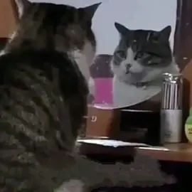 #welcometomylife #simpleplan #letrasdecanciones #michis #cats #gatos #gatitos #viral #ldcc  
