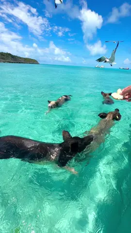 Ever swum with pigs in paradise?🐷🌴🇧🇸 This is definitely a bucket list activity and must do when in the Bahamas!!!