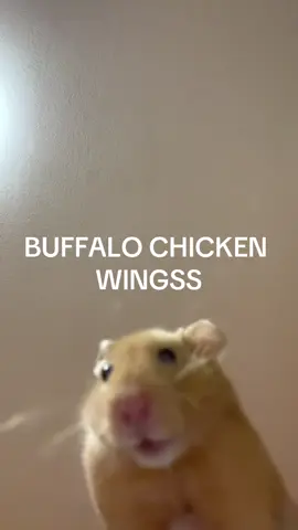 Raise your HANTTT!!! #hamster #cute #baby #pet #Love #all #viral #garlic #bre #chicken #chickenwings #hand #raiseyourhand #fyp #foryou #foryoupage #valera #bestfeeling #bestfriend #bitches #feminism #nature #loveyou #lovestory #hamstersoftiktok #hamsterlove #LoveIsland #hamstergang #hamster_team🐹 #hamstercare 