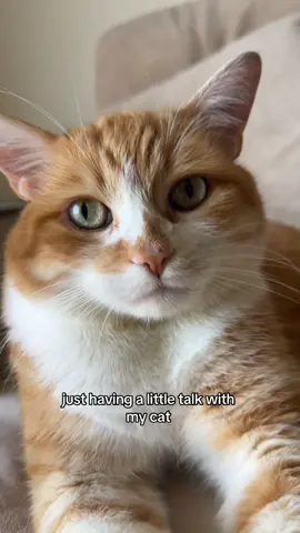 ANGELLLLLL #catsoftiktok #cats #cattok #cutenessoverload #goodboy 