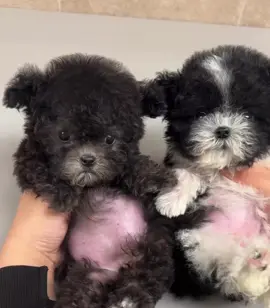 🐾🥰🐾💋cutie silver tiny poodle Puppies💋🐾🥰🥰 #poodle #poodlesoftiktok #poodles #poodletoy #poodlelover #poodlepuppy #poodlelove #poodledog #teacuppuppies #viral #viralvideo #viraltiktok #viral_video #trending #trend #trendingvideo #trendingsong #cute #think #question #dog #puppy #baby #wow #omg #usa #usa_tiktok #usa🇺🇸 #worldwide 