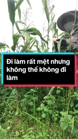 #linhdan82#chiasecuocsonghangngay#công việc nhà nông #công việc ngày mùa#cuocsongthuongngay🌹 