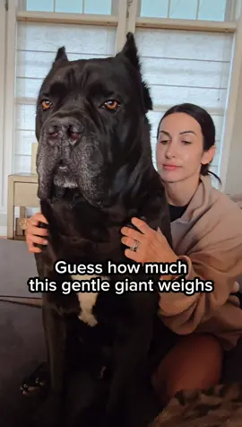 How much does this gentle giant weigh? #canecorso #dog #italianmastiff #canecorsosofinstagram #dogsofinstagram #dogmom #Love #mansbestfriend #cutedogs #funnydogsoftiktok @Your Dietitian Bestie 👋 