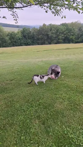 The sweet boy living loving life hearing momma sing#singing #Love #walk #happy #storytime #pet #cat #kitty #animal #petlover #bestfriend #besti #pig #grass #kindness #fun #funny #fyp #foryou #fyp 