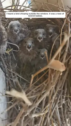 Find a litter of kestrel chicks outside your window and help your mother raise them #animals #animalrescue #rescue #animalsoftiktok #fyp 