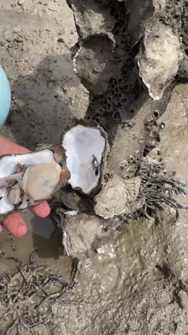 Digging Oysters! 🤩 #Oysters #Dig #海蛎子 #赶海 #China #DailyLife