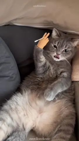 silly cats 🥰 #cat #catvideo #funnycat 