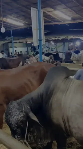 jummah Mubarak ❤️  #cattle #mandi #bakraeid #season2024 #foryou #foryoupage 