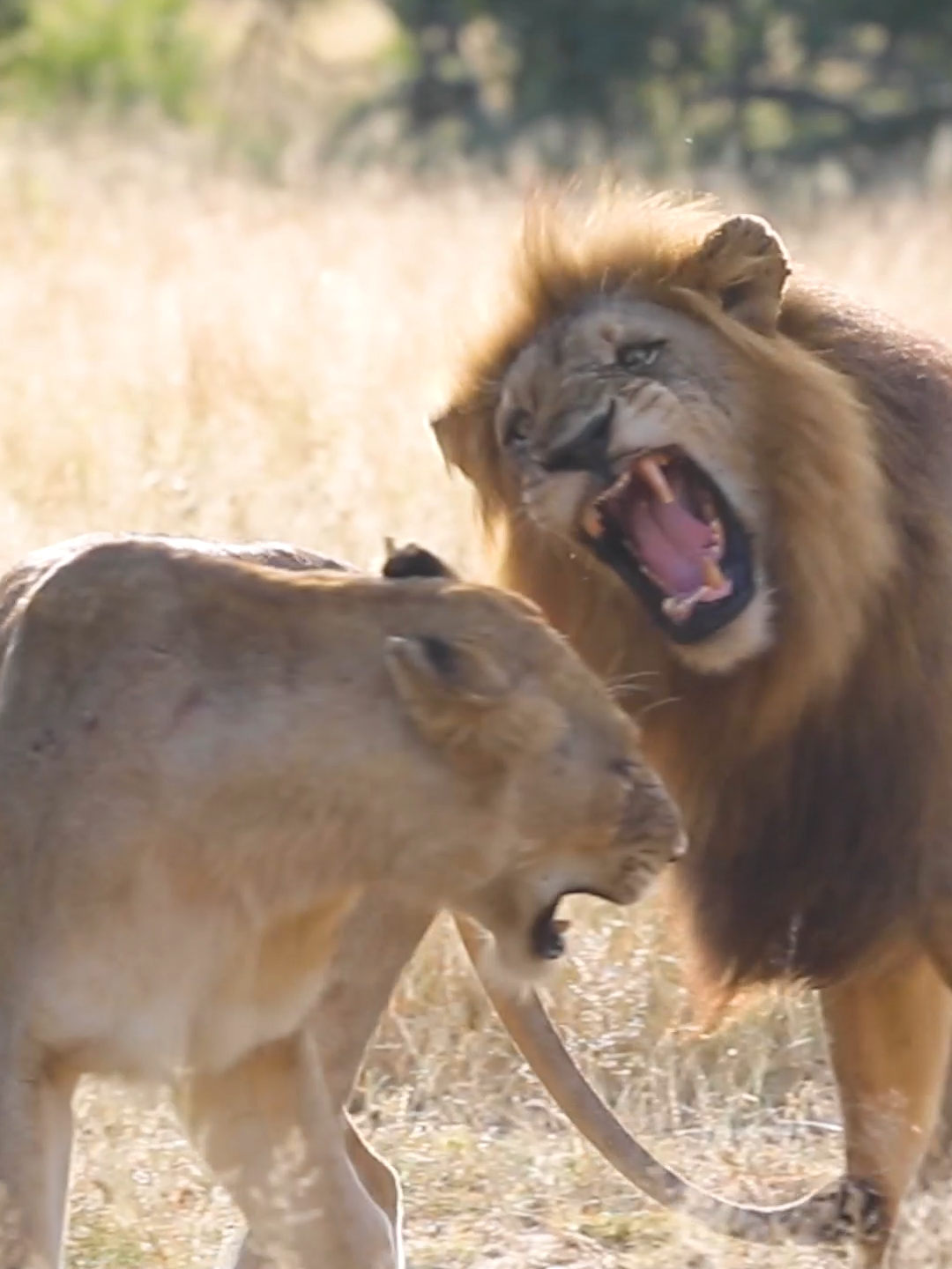 Male lion in pursuit of his lioness companion. 🦁🤎 #lion #wildlife #southafrica #safari #catsoftiktok