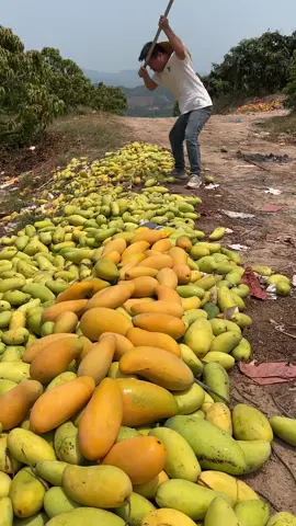 Rural farming life and harvesting mangoes fruit from farmers #farming #fruit #2024 #mango 