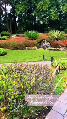 The Japanese garden, opened in 1991, commemorated the tenth anniversary of the Victoria-Aichi Prefecture sister-state relationship. Designed by Green & Dale Associates and Shiro Nakane of Nakane & Associates Kyoto, it symbolizes the enduring friendship and natural beauty of both states. #Melbourne  #RachInMelbourne  #JapaneseGarden #Beauty #Art 