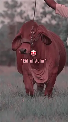 ~Eid ul Adha ...! 🥰🖤🕋Qurbani 17 June 2024🔔 #foryou #foryoupage #qurbani #statusvideo #aesthetic #islamic_video #viralvideo #unfreezemyacount #sameerwrites295 @𝕄𝕆𝕆ℕ >🐼❤️ @🥰𝖦𝗂𝗋𝗅_𝖳𝗒𝗉𝗂𝗌𝗍👑 
