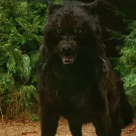BIG BAD WOLF🐺                                  #viral #wolf #wolfedit #werewolf #werewolfedit #twilightwolf #twilightwolfedit #twilightwolfpack #samuley #plzgoviral #fypシ #foryou #wolvespack🐺 