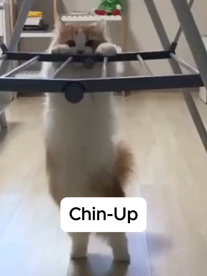 🐱: Chin-UP ↑↑ #cat #cute #catlover #pet #petlover #fyp #foryou