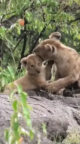 Lion cubs playing - _Mom!! Where are you_!!🤭_ 😉 💞 💖! ❤️ ! 😊! ❤️ 🤔! ❤️🤗!😁! 😊_😡❤️! 🤨❤️!#shorts#baby🌲🌲🎄#lion🌲🌲🎄 #animals🌲🌲🎄 #virale#wildlife🌲🌲🎄 #foryou🌲🌲🎄 #lions 🌲🌲🎄 #cubs🌲🌲🎄 #droidyland🤣🤣🖤🖤 #fypツ #trend #xybca #wildlifephotography🌲🌲🎄 #viralvideos😭🌲🌲🎄 #حيونات_مفترسه_تمذح🤣🤣🤣🤣🤣🤣🤣🤣🤣 #الغابه🦁💙🌳،🌳، #nature 🌲#wholesometiktok🌲🌲🎄 #earth #animalsfunny 🌲🌲🎄🌲🌲#viralllllll