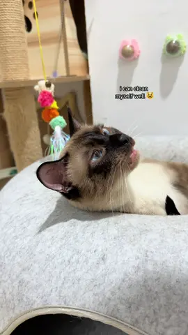 my cat clearly showed me why he doesn't need showers 😆  i only bathe him once every 2-3 months since he turned 1 💛 #cats #catsoftiktok #catlife #siamesecat #funny #fyp
