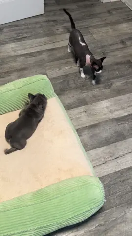 Two of Arwen’s favorite activities— stealing beds and messing with the cat. Happy Friday y’all! #arwentheadorablefrenchie #frenchbulldogpuppy 