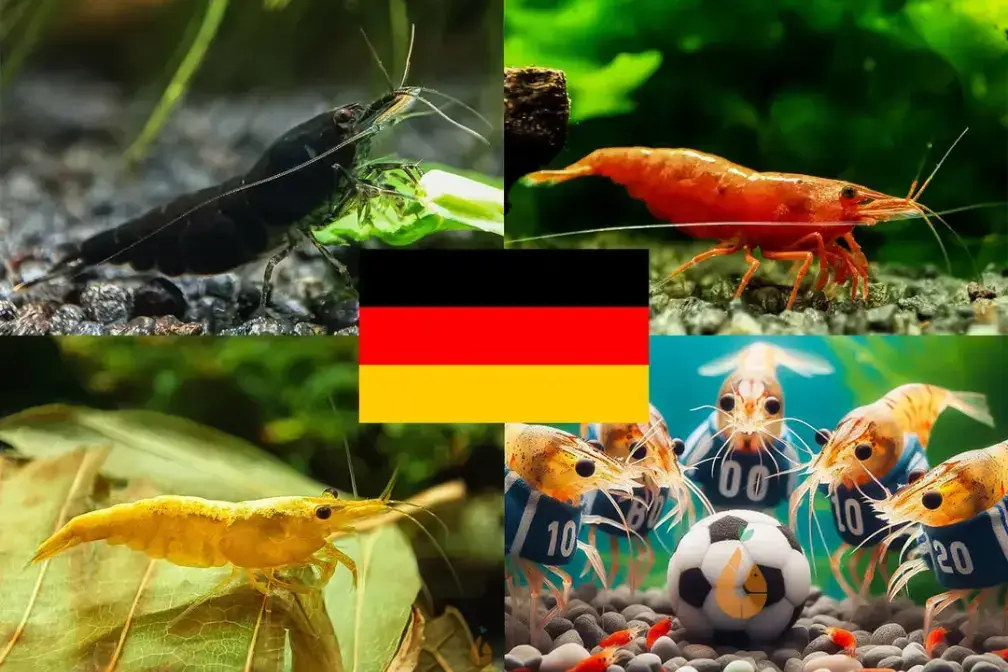 ⚽ Nachher geht's los Deutschland : Schottland Wie wird das Spiel wohl ausgehen? 🤠 --- Bunter Neocaridina Garnelen Party-Mix | Team DEUTSCHLAND | 10+1 & kostenlose Probe - 10+1 Stück + kostenlose Probe :)  - Neocaridina Fussball EM Party-Mix - Farbe = schwarz + rot + gelb - Wasserhärte = weich bis hart - Verhalten = sehr friedlich - Zucht = einfach - Für Anfänger geeignet Die Fussball Europameisterschaft spielt sich vor unserer Tür ab und hier steigt im Aquarium nicht nur am Wochenende eine flotte Party. Gemeinsam wollen wir mit unserer Lieblingsmannschaft mitfiebern und diese anfeuern. Was gibt es da cooleres, wenn auch der passende Garnelen Party Mix im heimischen Garnelenaquarium mit von der Partie ist?  Bei dem Neocaridina Party-Mix ist immer was los und bunte Abwechslung garantiert. Neocaridina Zwerggarnelen sind einfach in der Haltung und sehr friedlich. Sie stellen dabei keine hohen Ansprüche an die Wasserwerte und sind deshalb für Anfänger gut geeignet. In einem Gesellschaftsbecken können die Neocaridina mini Garnelen mit Schnecken, Zwergflusskrebsen und anderen friedlichen Bewohnern vergesellschaftet werden. Auch eine Haltung mit kleineren Fischen ist möglich. Achtung: Fische vergreifen sich unter Umständen an kleinen Garnelenbabys. Grundlegend sollten ausreichend Versteckmöglichkeiten, wie Moose, Pflanzen, Wurzeln und Deko für die Garnelenbabys vorhanden sein. Auf dieser 