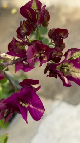 MURAYAMA Bougainvillea#hoagiayphuckhang #hoicaycanh #hoagiaygiongmoi #hoagiay 