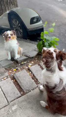 Kaido meets his evil twin #nycdog #dogsoftiktok #dogtok #🐶 #😂😂😂 #australianshepherd 