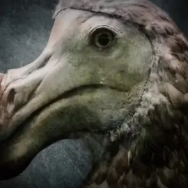 Prehistoric animal fase is hitting the spot #prehistoricanimals #dodo #animals #capcut #fyp #viral #jurassicworldclipz 