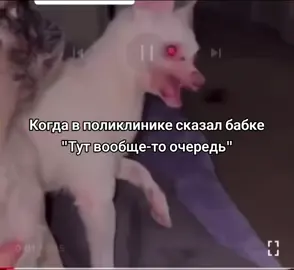 #юмор #мем #прикол #жиза #meme #funny #animals #dog 