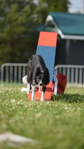 #bordercollie #бордерколли #бордер #dogsoftiktok #догток #on #fyp #fup #рекомендации #agility #agilitydog #agilitybordercollie 