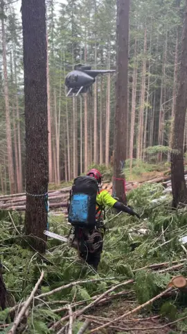 More from a recent stemming job 🔥🪓  🎥: clips by Ben W  #integratedops #forestrytok #forestry #heli #helicopter #forestrywork #forestryequipment #treeclimber #treeclimbing #crew #fieldcrew #britishcolumbia #bcjobs #canada #logging #loggingislife #loggerlife #canadalife #dayinthelife 