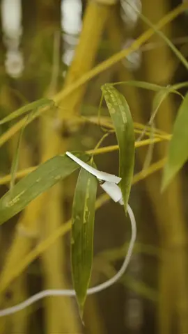 The music of bamboo 🎍 The Music of the Plants device (BAMBOO M) works by converting plants' electrical signals into music. It uses two probes to connect to a plant. One probe is attached to a leaf, while the other is inserted into the soil near the roots. These probes detect the electrical signals produced by the plant.The device converts these resistance variations into musical sounds.  ⚠️ The sounds produced by the BAMBOO M device do not represent the actual sounds of plants. This device uses electrical signals to generate music, but it does not mean that plants themselves make these sounds. Instead, it's a musical interpretation of the electrical variations measured in plants. In fact, studies like the one from Tel Aviv University have shown that plants can emit sounds, but these are ultrasonic, beyond human hearing. These ultrasonic sounds can occur when plants are stressed, such as due to a lack of water or physical damage. #science #plants #scienceexperiments #pourtoi #fyp 