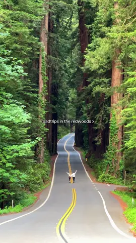 Avenue of Giants, California 🚐🌲🤯 #californiaadventure #redwoods #roadtrip #usatravel #northerncalifornia 