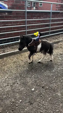 Ozzy practicing to become a rodeo horse when he grows up 🤠 ***Ozzy was not scared of his little cowboy rider at all, I would never do anything that would upset him or stress him out*** #OzzyTok #miniature #miniaturehorses #happy #rodeo #cowboy #bucking #buckinghorses #miniaturehorsesoftiktok #horsesoftiktok #tiny #colt #fyp #smallbutmighty #americanminiature #playtime 