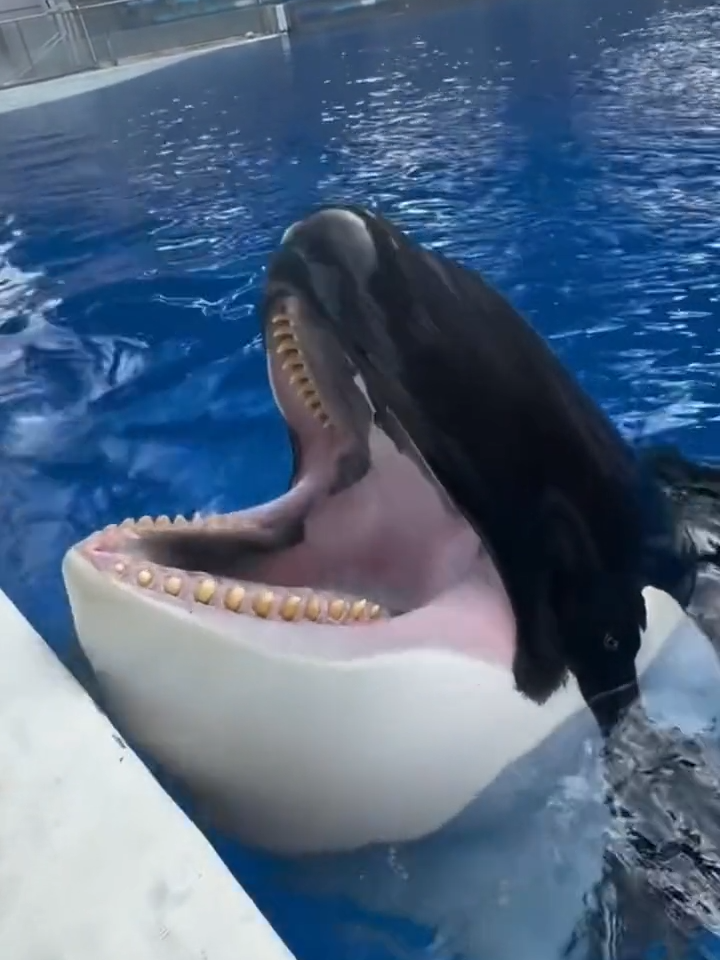 Stay till the end for the 5 FIVE SHOW! #whales #animallove #cuteanimals