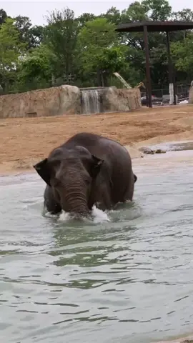 Sound on to hear young male elephants Kabir and Sanjay trumpet as they play in their new habitat at Elephant Trek! This habitat will open to the public later this year. #elephant #cincinnatizoo #zookeeper #animals #funnyanimals 