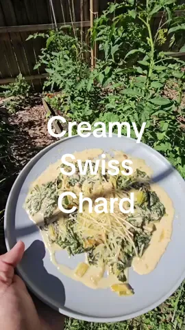 Creamy Swiss Chard 😍🍽 How do you cook your swiss chard?  #GardenToTable #cookingswisschard #SwissChard #garden #veggiegarden #Zone8a #Gardening #northcarolina #raisedbedgarden #fyp #gardenproject #GardenTok #gardeninspiration #gardenmotivation #growyourownfood #CapCut 