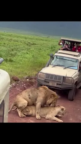 An incredible sighting of lions mating in the Ngorongoro Crater. I loved the lion’s sound during the mating.  Sound On 🔊 🔊 📍 Ngorongoro Crater, Tanzania  Photographer Credit:- @kaskazini_safari #animalsoftiktok #Love #matingpair #natgeo #animals #wildfreelions #wildlions 