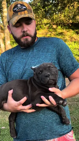 FÊMEA PIT MONSTER #pitmonster #americanbully #pitbull #viral #tiktok 