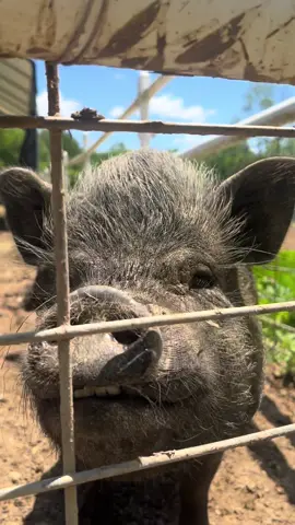 Just a little sneak peak at our daily duties here at Longmeadow Rescue Ranch!!  #pigs #pigsoftiktok #itssohot #buttheylovethemud #andiloveseeingthemlovethemud 