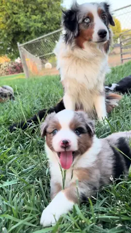 A beautiful first time cross by Jodie Bell and Still Water Ranch Kennels Jinx. These babies turned out so nice💜 #miniaussie #australianshepherd #miniatureamericanshepherd #miniaussiesoftiktok  #aussiesoftiktok  #aussies #dog  #dogsoftiktok #dogs #pet  #PetsOfTikTok  #pets #happiness #Love #livingthedream  #puppies #puppiesoftiktok 