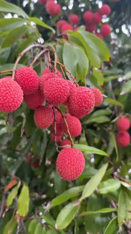 Leci atau Litchi ini tergolong buah-buahan dari genus Litchi dari famili lerak-lerakan Sapindaceae. Pohon leci tumbuh di iklim tropis Seperti Indonesia. #pov #fypシ゚viral #fyp 