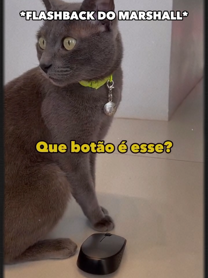 O rei ficou furioso 🥹  #gatos #gatosfofostiktok❤❤#gatofalante #gatoquefala #trigatos #gatopasseando #gatocinza #theycantalk