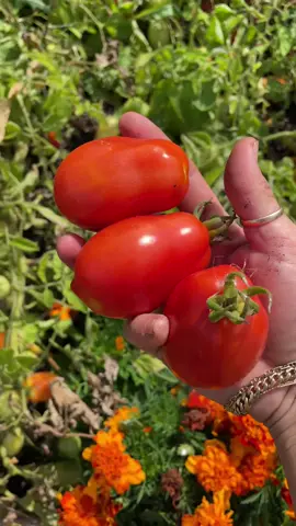 Roma tomato harvest!! Planted 3 san marzano plants this year from @West Coast Seeds cant waitttttt for all the pasta sauce  #gardentok #organicgardening #nature #naturesounds #gardenharvest #asmr 