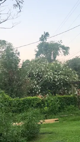 #WeekendVibes #country #countrylife #bonfire #time #to #water #plants #maditation #meditate #peaceful #relaxing #relax #calm #ponder #reflect #nature #soothing #serine #tranquil #ptsd