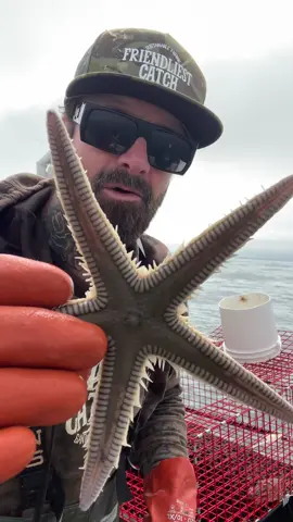 Sea Stars & Rock Crab, fun day Crabbing on the Friendliest Catch Boat, Santa Cruz, California. #fyp #crab #seafoodlover #rockhold #natgeo #saltwaterfishing #seafood #fisherman #fisherman #friendliestcatch 