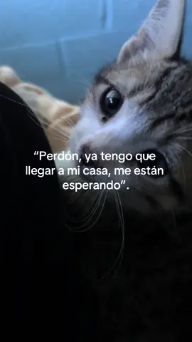 #cat #compañera #fyp #queretaro #viral 